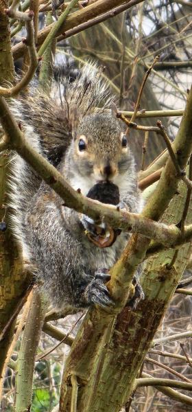 Squirrel in the backyard tree (Kingsport, TN)