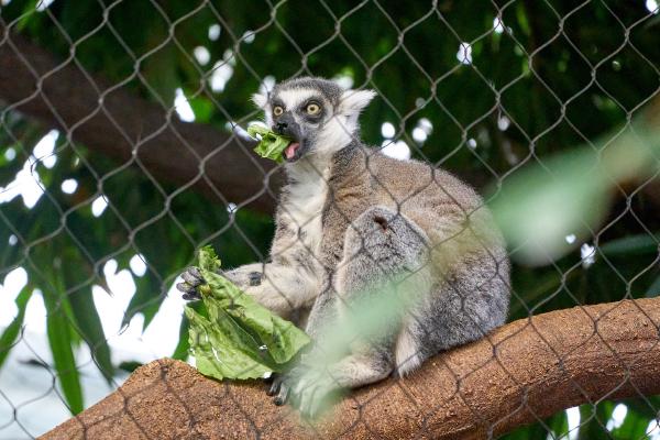 Lemur at the Tennessee Aquarium (Chattanooga, TN)