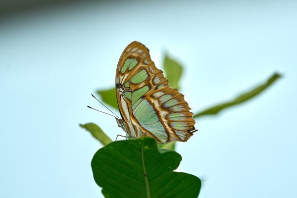 Butterfly at the Tennessee Aquarium (Chattanooga, TN)