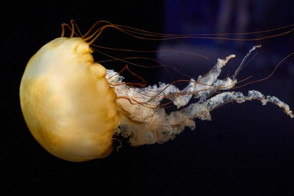 Jellyfish at the Tennessee Aquarium (Chattanooga, TN)