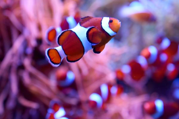 Clownfish at the Tennessee Aquarium (Chattanooga, TN)