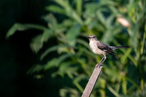 Northern Mockingbird (Mount Carmel, TN)