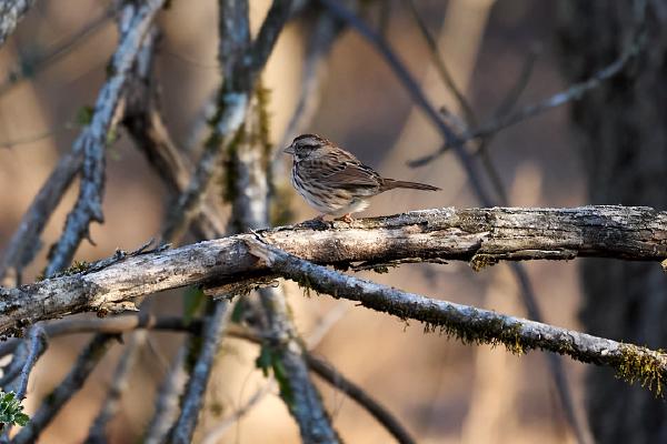 Lincoln's Sparrow (Surgoinsville, TN)