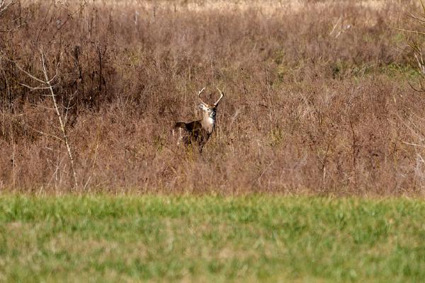 Deer (Surgoinsville, TN)