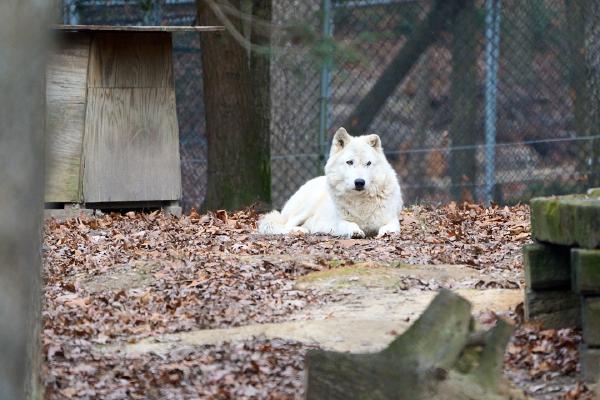Wolf at Bays Mountain (Kingsport, TN)