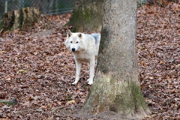 Wolf at Bays Mountain (Kingsport, TN)