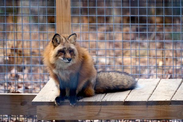Fox at Bays Mountain (Kingsport, TN)