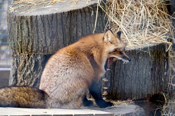 Fox at Bays Mountain (Kingsport, TN)